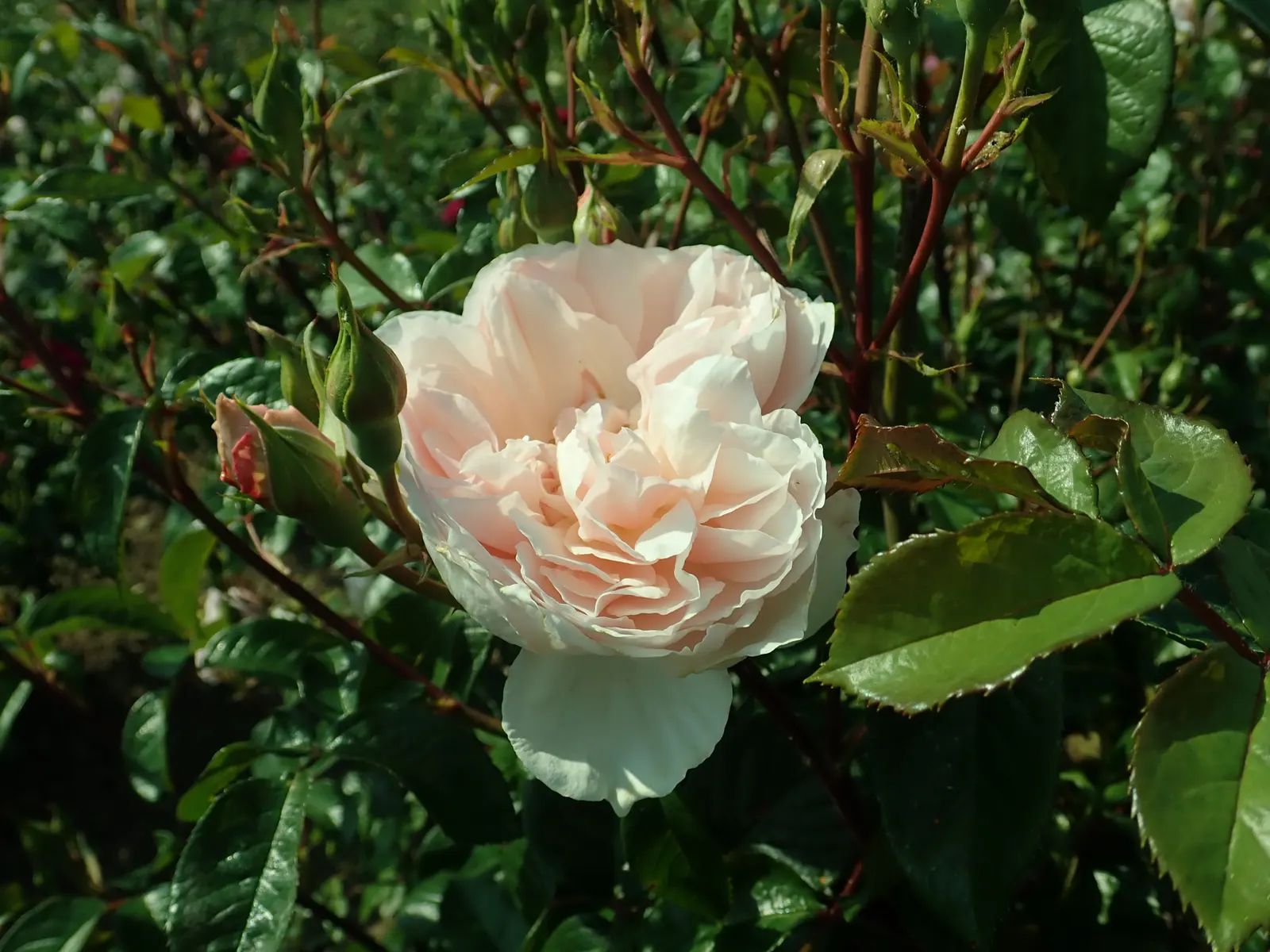 The Generous Gardener Rose (Rosa 'The Generous Gardener') — romantic touch to any garden design
