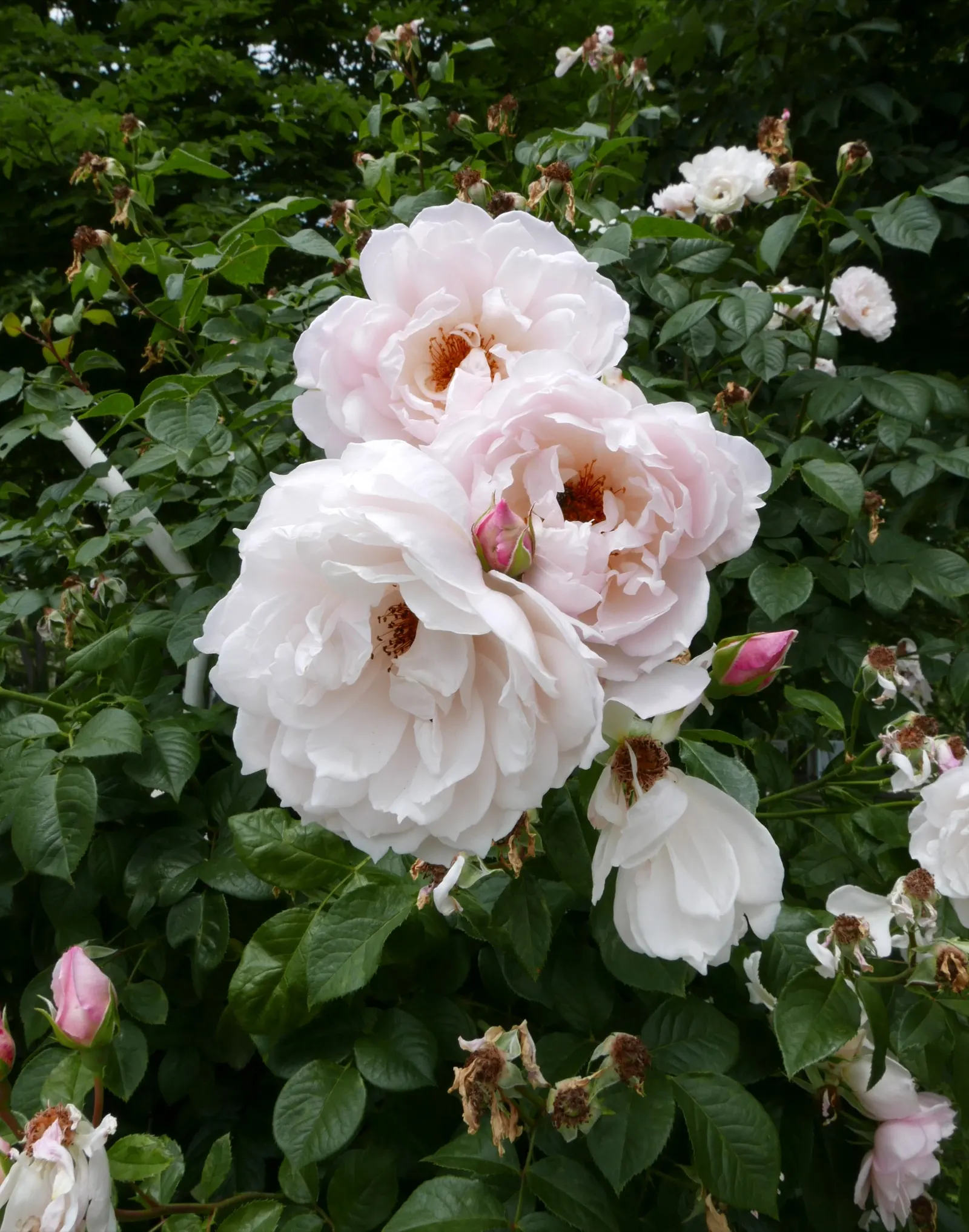 The Generous Gardener Rose (Rosa 'The Generous Gardener') — with flushes of blossoms unfurling throughout the summer until fall
