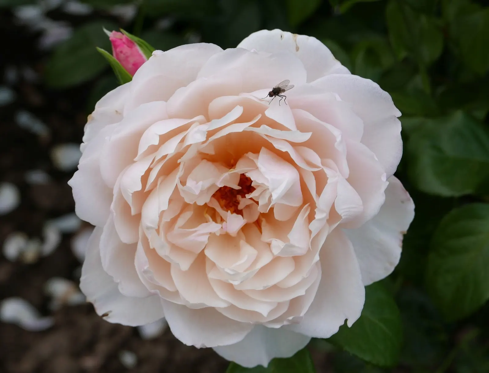 The Generous Gardener Rose (Rosa 'The Generous Gardener') — This rose blossoms from late spring through fall and thrives in full sun to partial shade