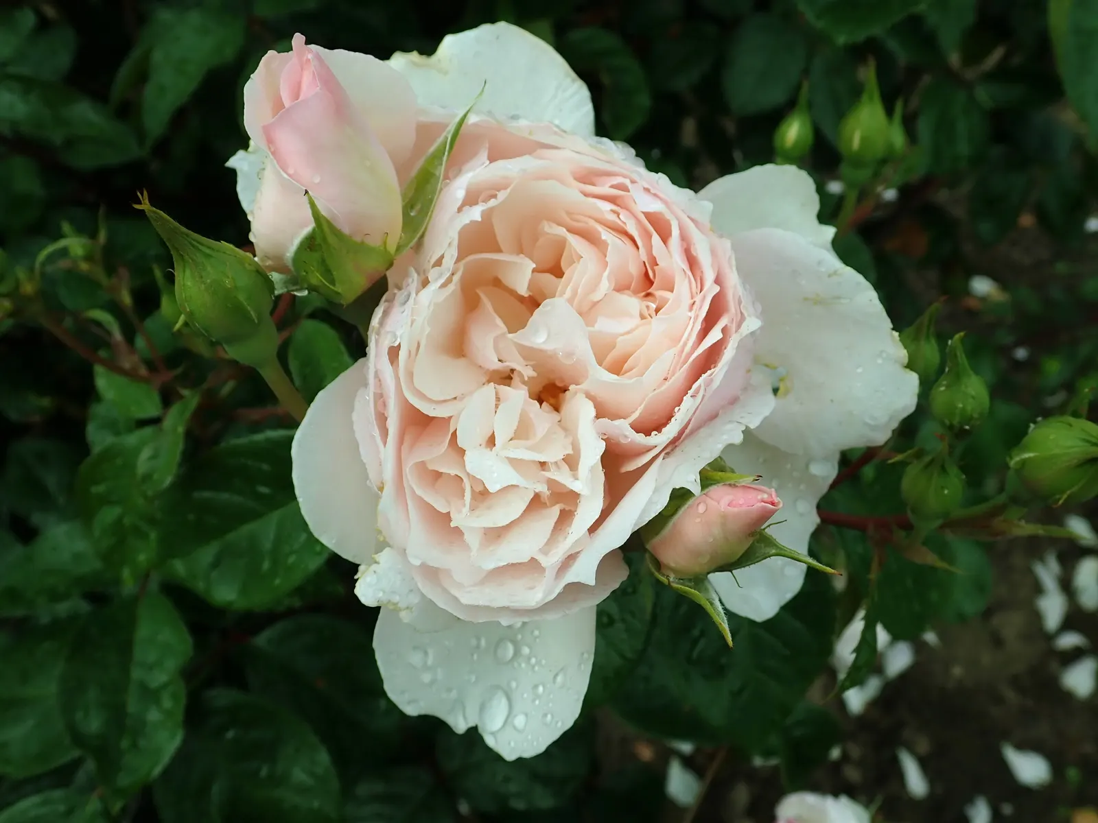 The Generous Gardener Rose (Rosa 'The Generous Gardener') — The petals span about 3.5 inches across