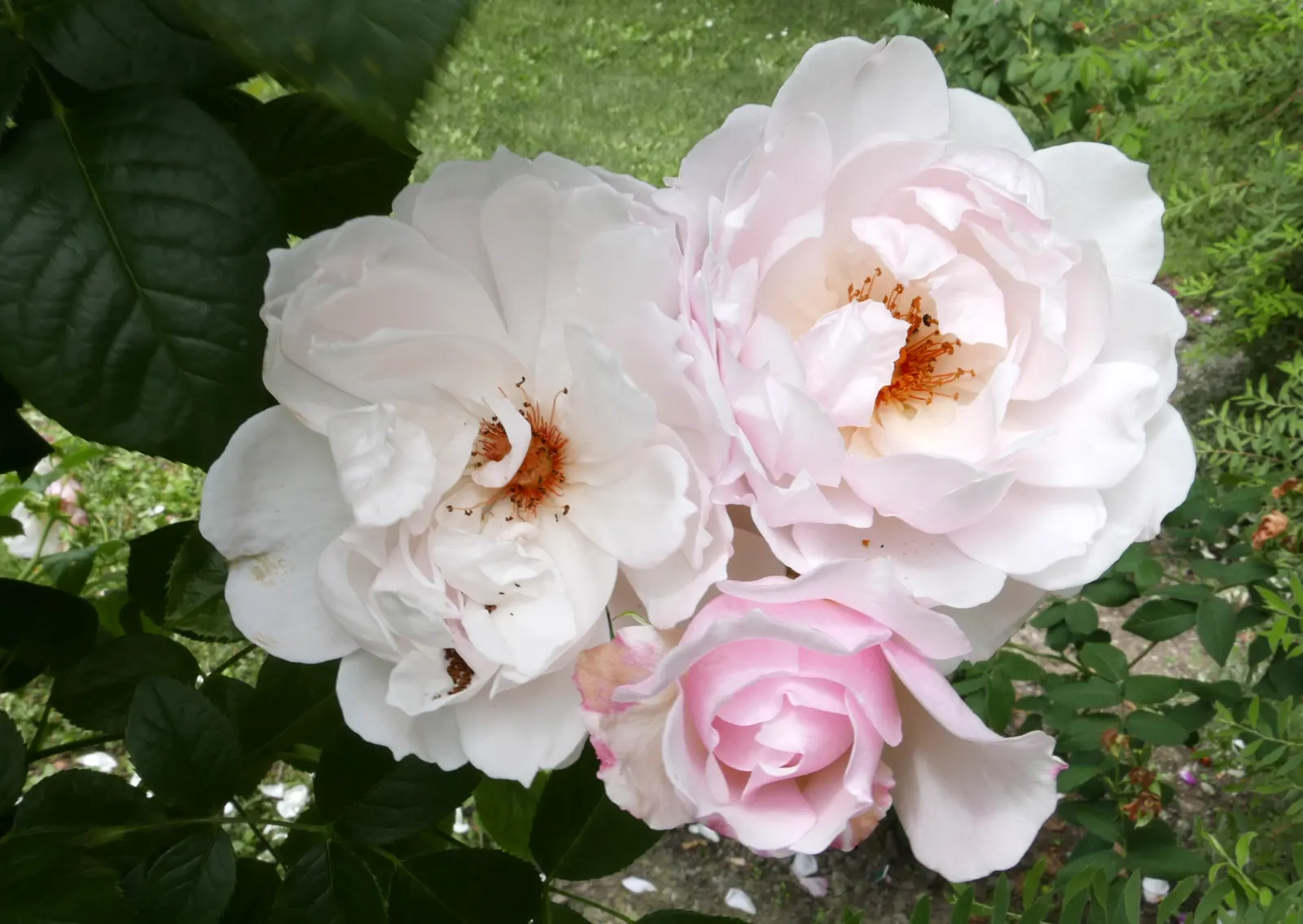 The Generous Gardener Rose (Rosa 'The Generous Gardener') — providing a lush background for the soft pink blooms and enhancing the rose's overall attractiveness