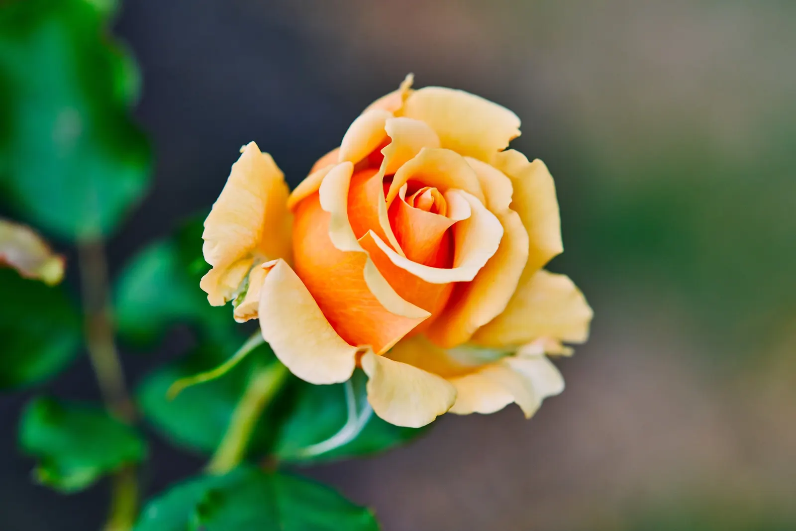 The Generous Gardener Rose (Rosa 'The Generous Gardener') — making it an excellent choice for arbors