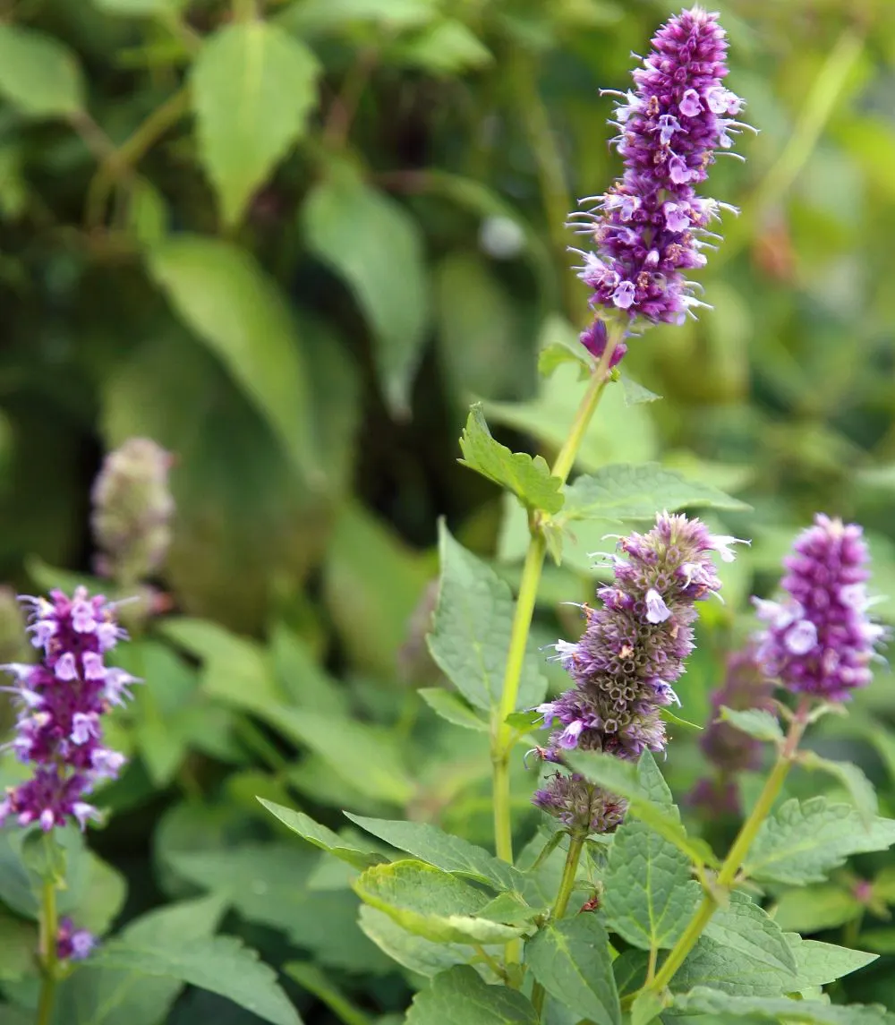 Blue Fortune Anise Hyssop (Agastache Foeniculum 'Blue Fortune') — with a spread of 1.5-2 feet