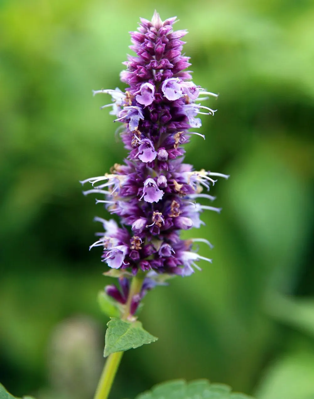 Blue Fortune Anise Hyssop (Agastache Foeniculum 'Blue Fortune') — Blue Fortune Anise Hyssop (Agastache foeniculum 'Blue Fortune') is a perennial herb standing