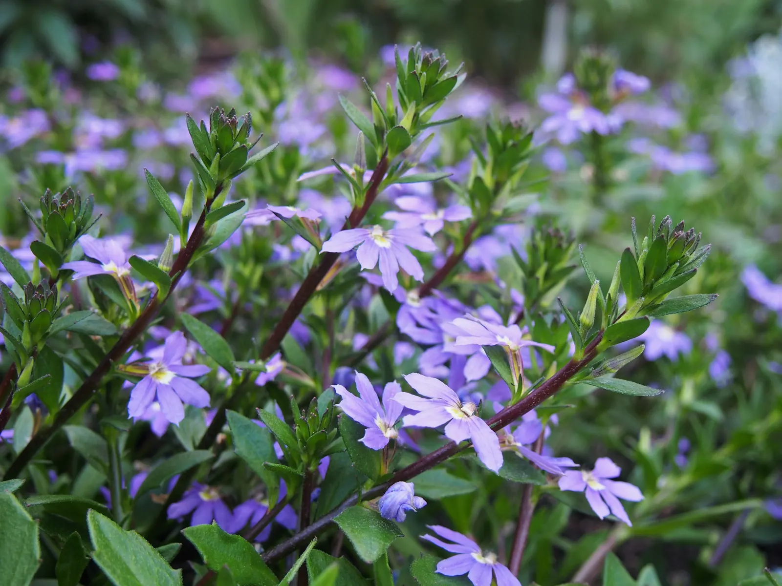 Fan Flower (Scaevola Aemula) — The semi-woody stems bear fleshy