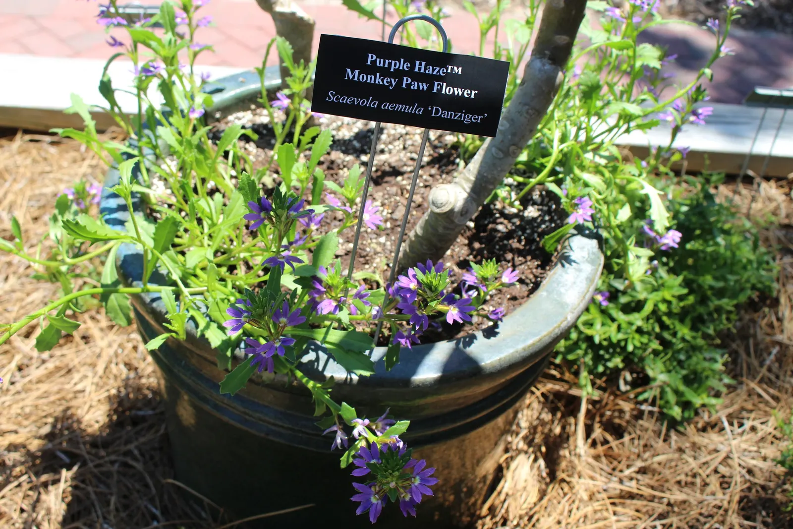 Fan Flower (Scaevola Aemula) — spoon-shaped leaves that remain green throughout the growing season; is a captivating addition to any landscape, image 77