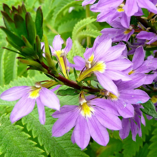 Fan Flower (Scaevola Aemula) — is a captivating addition to any landscape design due to its unique fan-shaped blooms and hearty resilience, image 74
