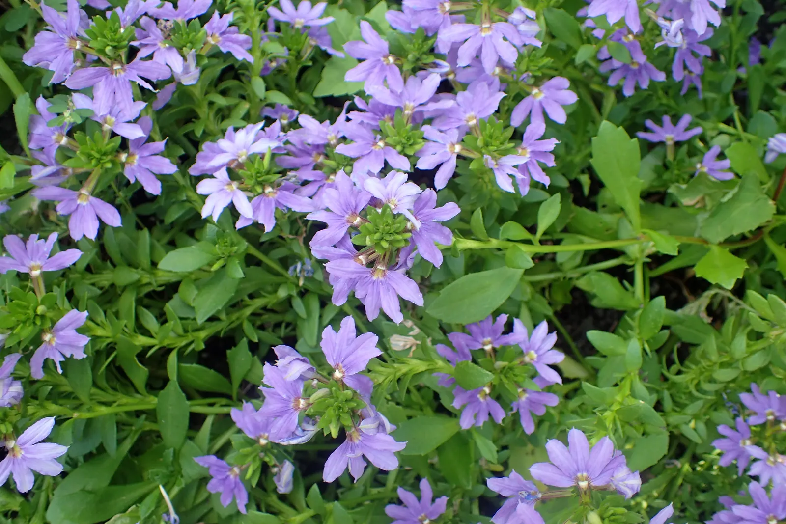 Fan Flower (Scaevola Aemula) — Plant in full sun to partial shade in well-draining soil