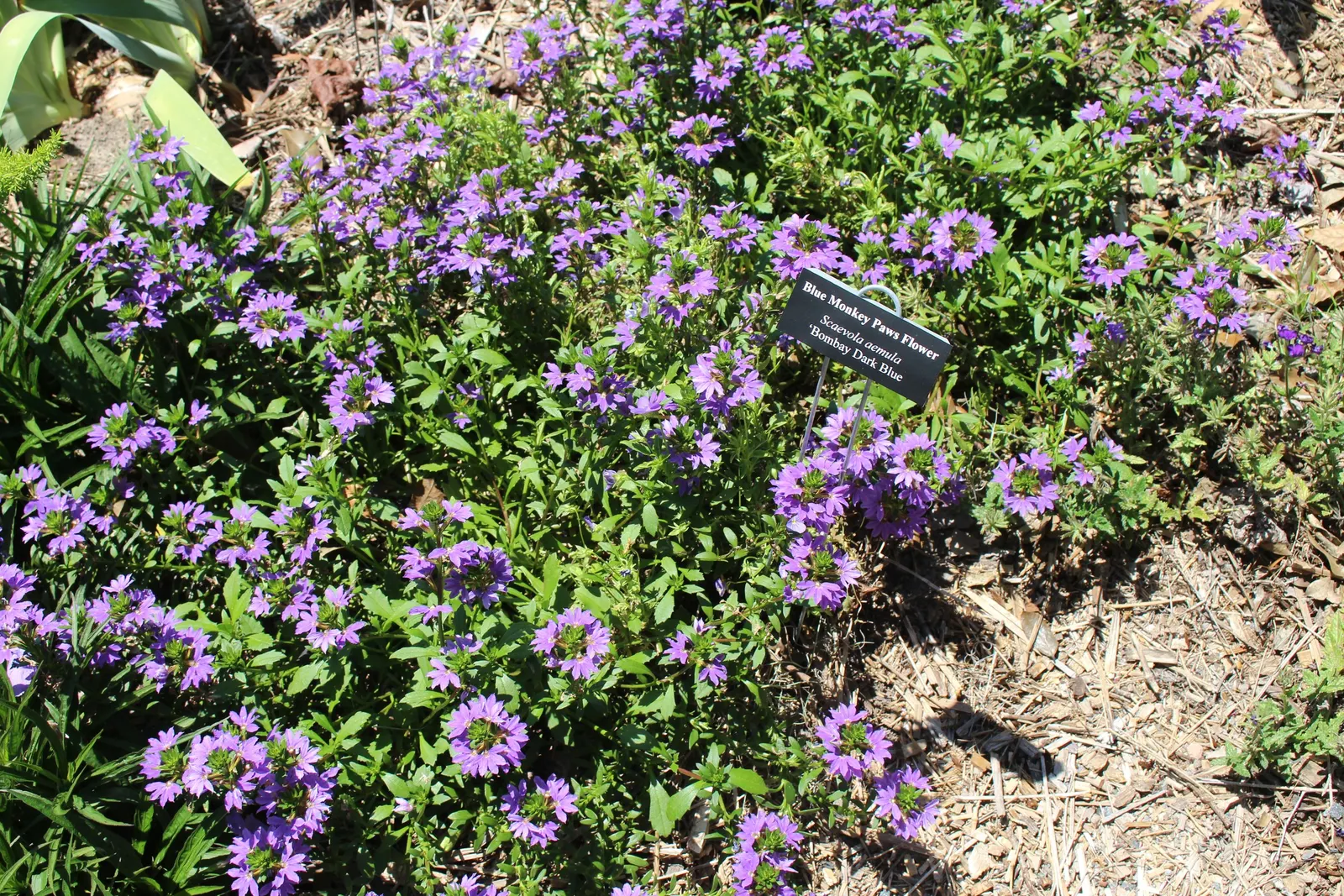 Fan Flower (Scaevola Aemula) — Fan Flower (Scaevola aemula) is a versatile ground cover with a trailing habit; plant in full sun to partial shade in
