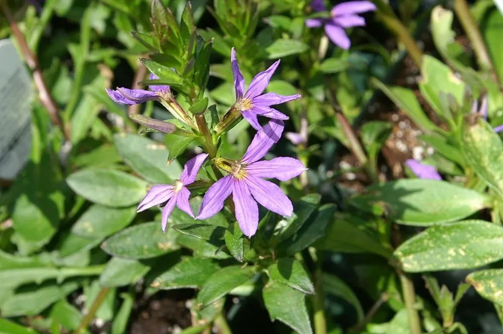 Fan Flower (Scaevola Aemula) — providing a dense ground cover or spilling over containers and hanging baskets; these plants are attractors of, image 75