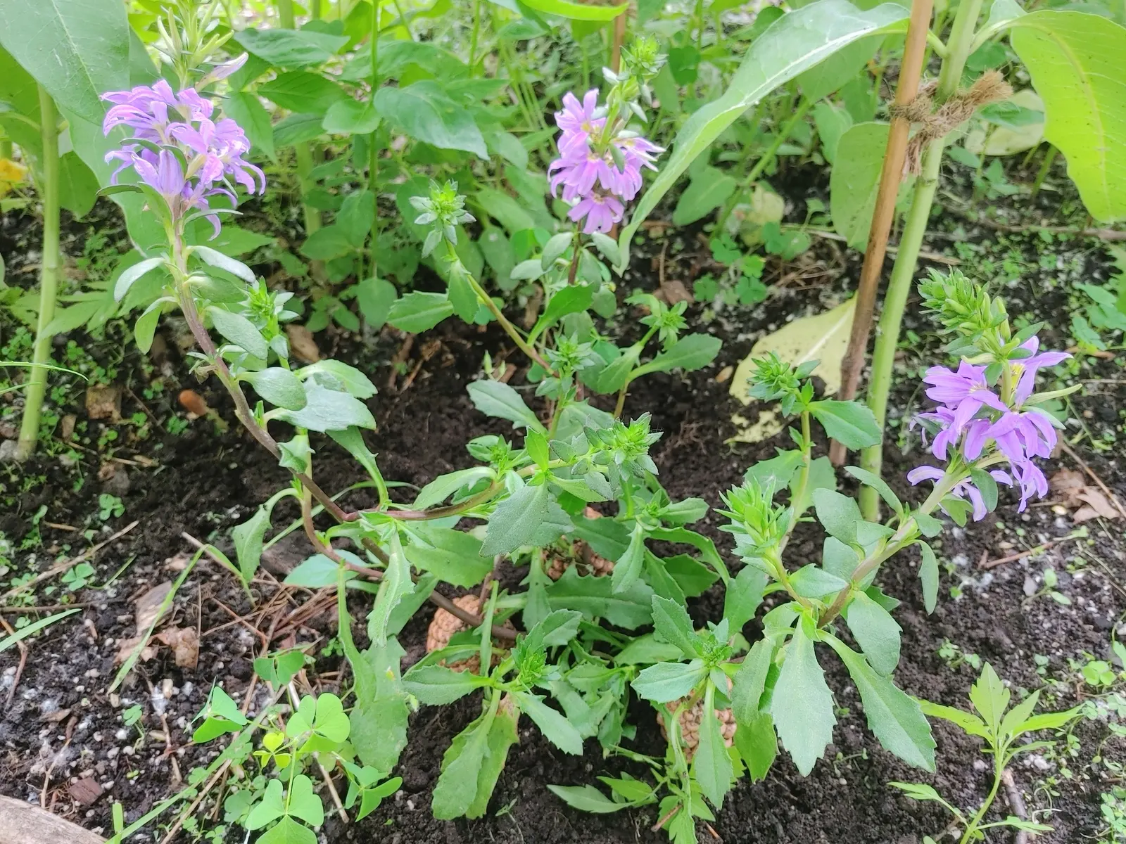 Fan Flower (Scaevola Aemula) — reaching up to 24 inches in width