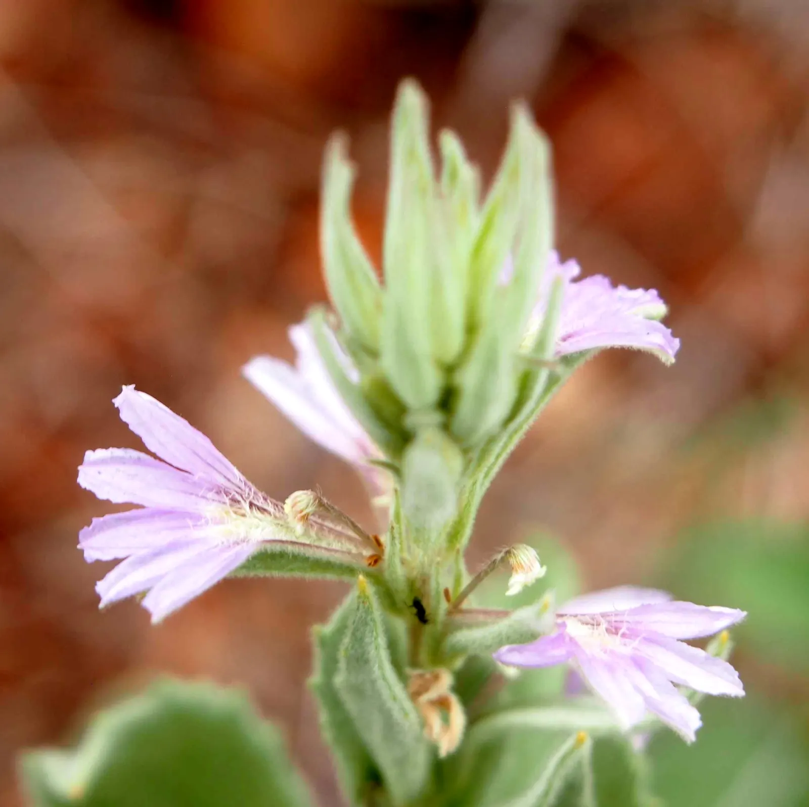 Fan Flower (Scaevola Aemula) — Fan Flower (Scaevola aemula) is a versatile ground cover with a trailing habit