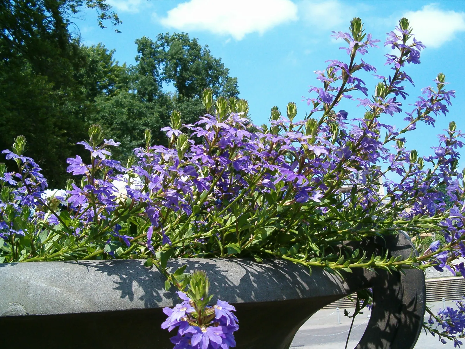 Fan Flower (Scaevola Aemula) — which can add life and movement to the designed space