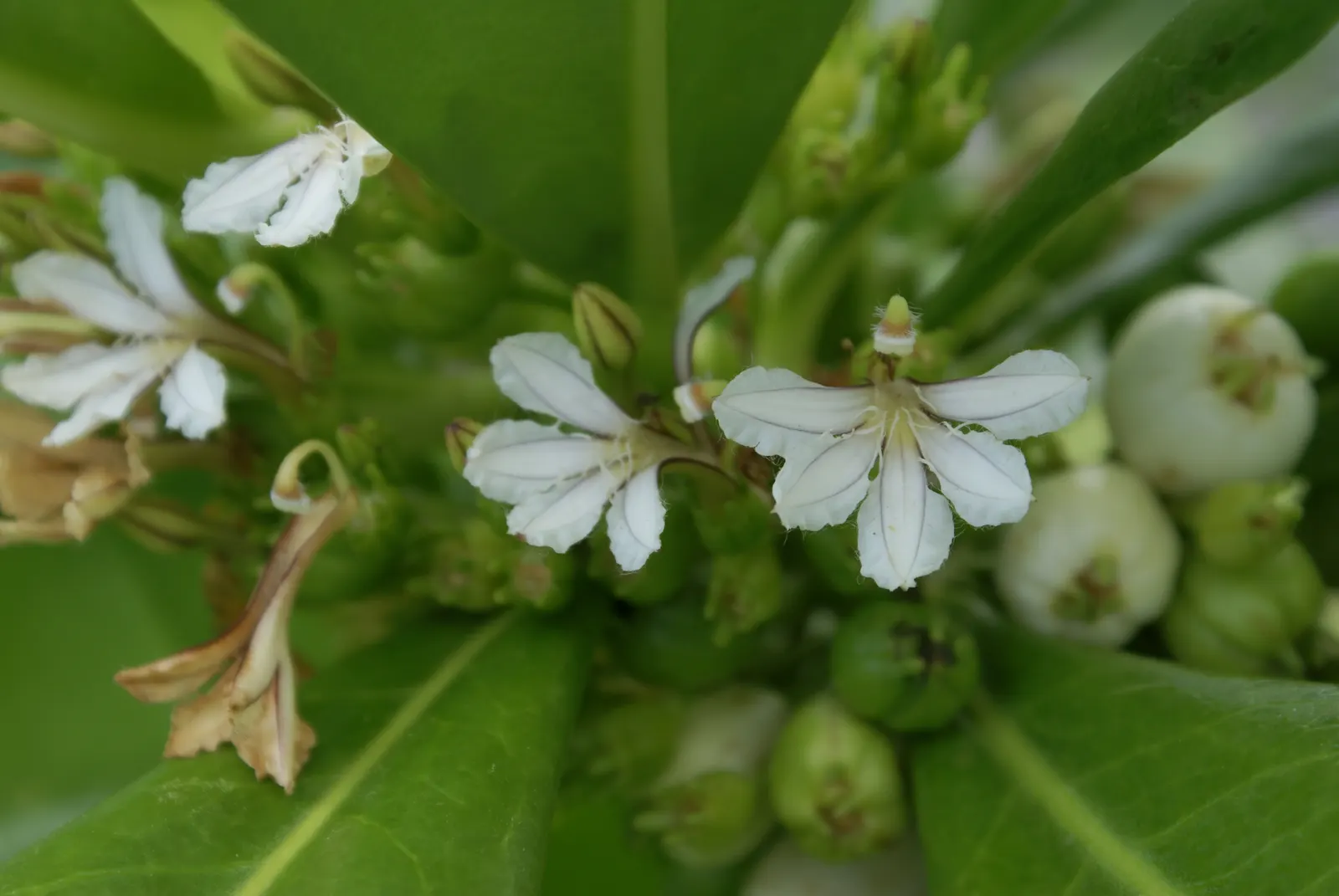 Fan Flower (Scaevola Aemula) — reducing the need for chemical interventions
