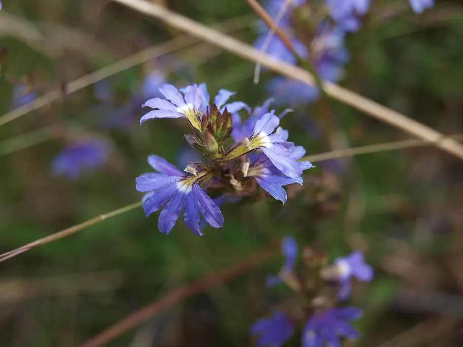 Fan Flower (Scaevola Aemula) — spoon-shaped leaves that remain green throughout the growing season