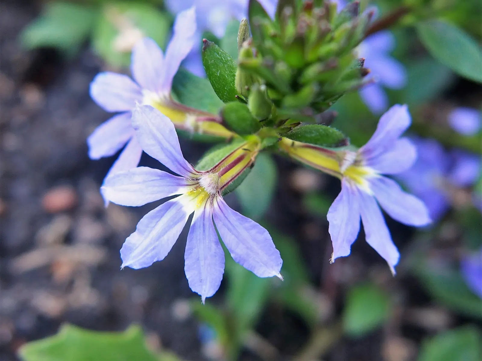 Fan Flower (Scaevola Aemula) — Requires minimal water once established
