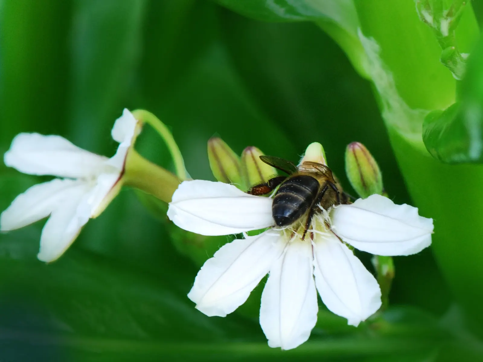 Fan Flower (Scaevola Aemula) — With a moderate growth rate and a tolerance for seaside conditions and drought once established; ground cover / perennial for