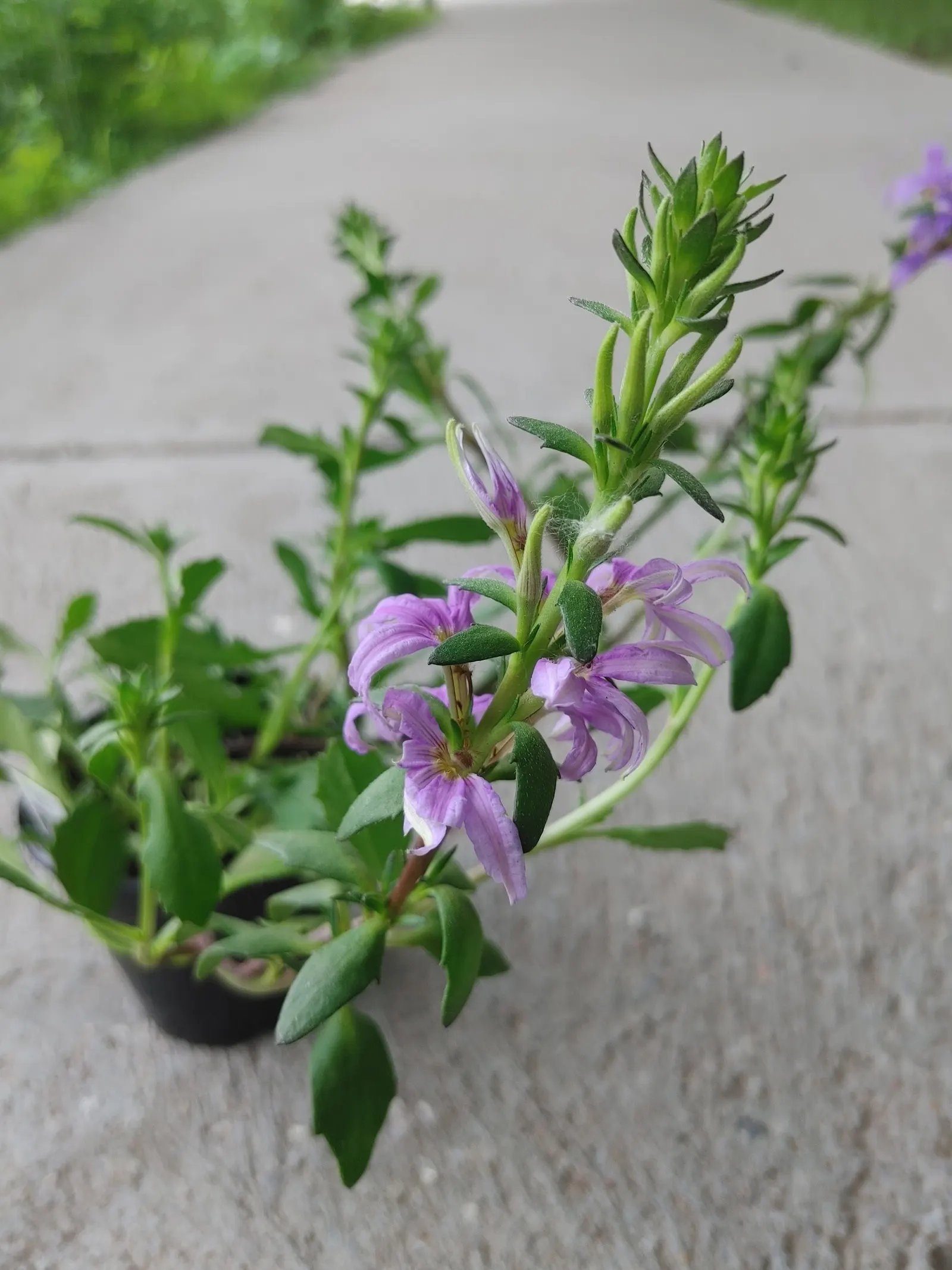 Fan Flower (Scaevola Aemula) — scientifically known as Scaevola aemula; reaching up to 24 inches in width, image 73