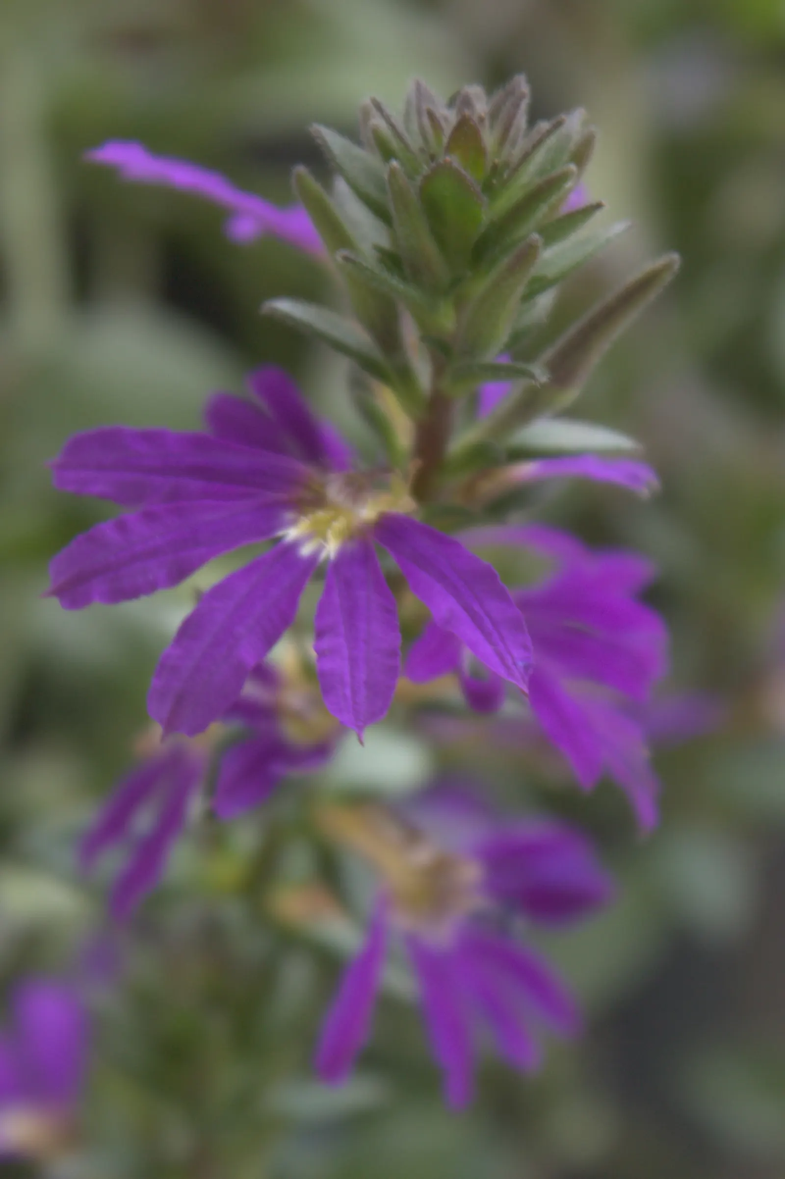 Fan Flower (Scaevola Aemula) — Requires minimal water once established; the semi-woody stems bear fleshy
