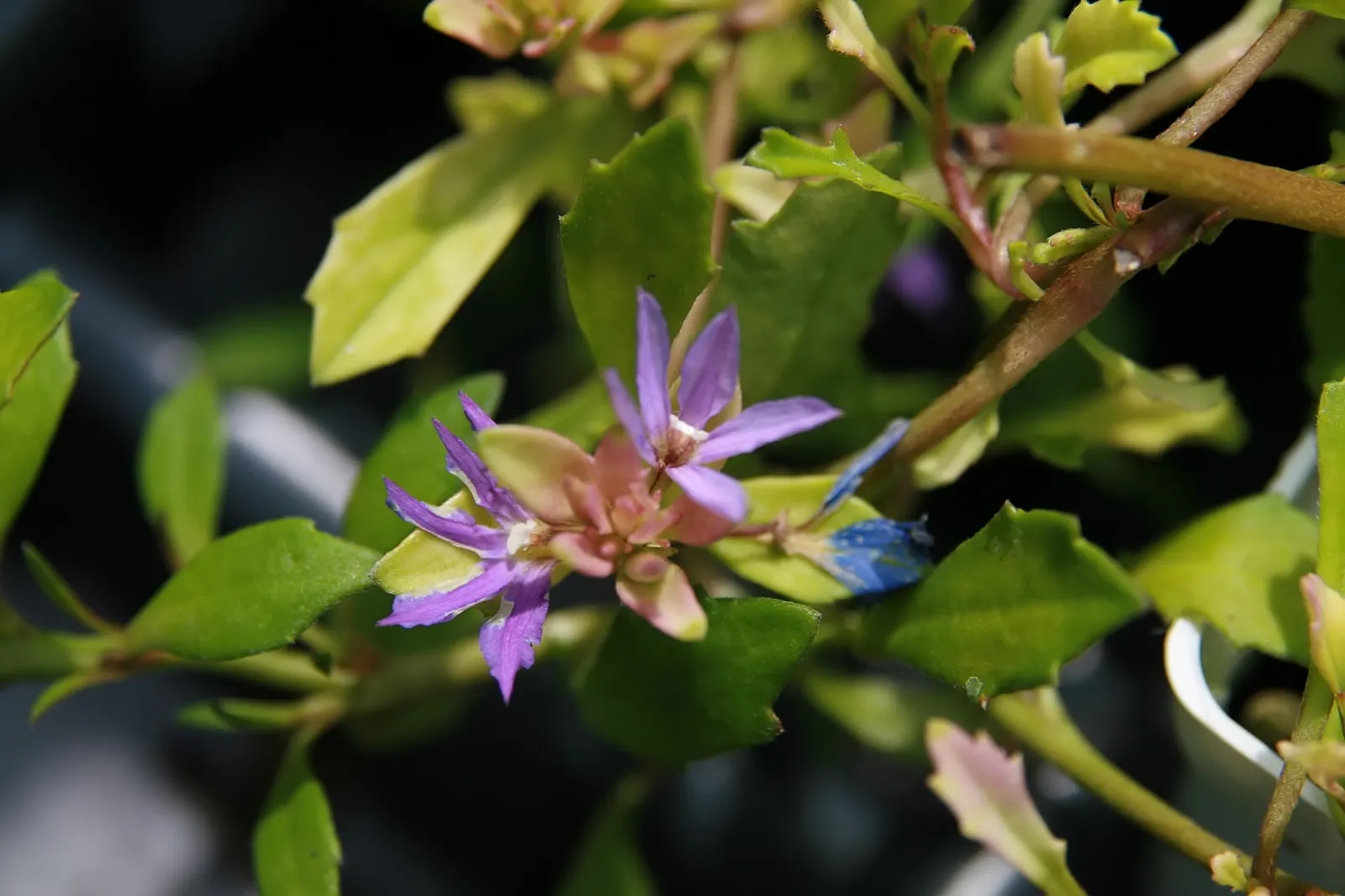 Fan Flower (Scaevola Aemula) — Zones 9 through 11 offer the ideal growing conditions for Scaevola aemula; with a moderate growth rate and a tolerance for