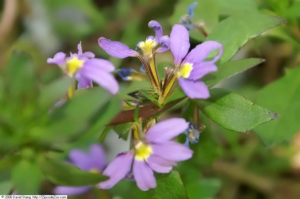 Fan Flower (Scaevola Aemula) — scientifically known as Scaevola aemula; reaching up to 24 inches in width