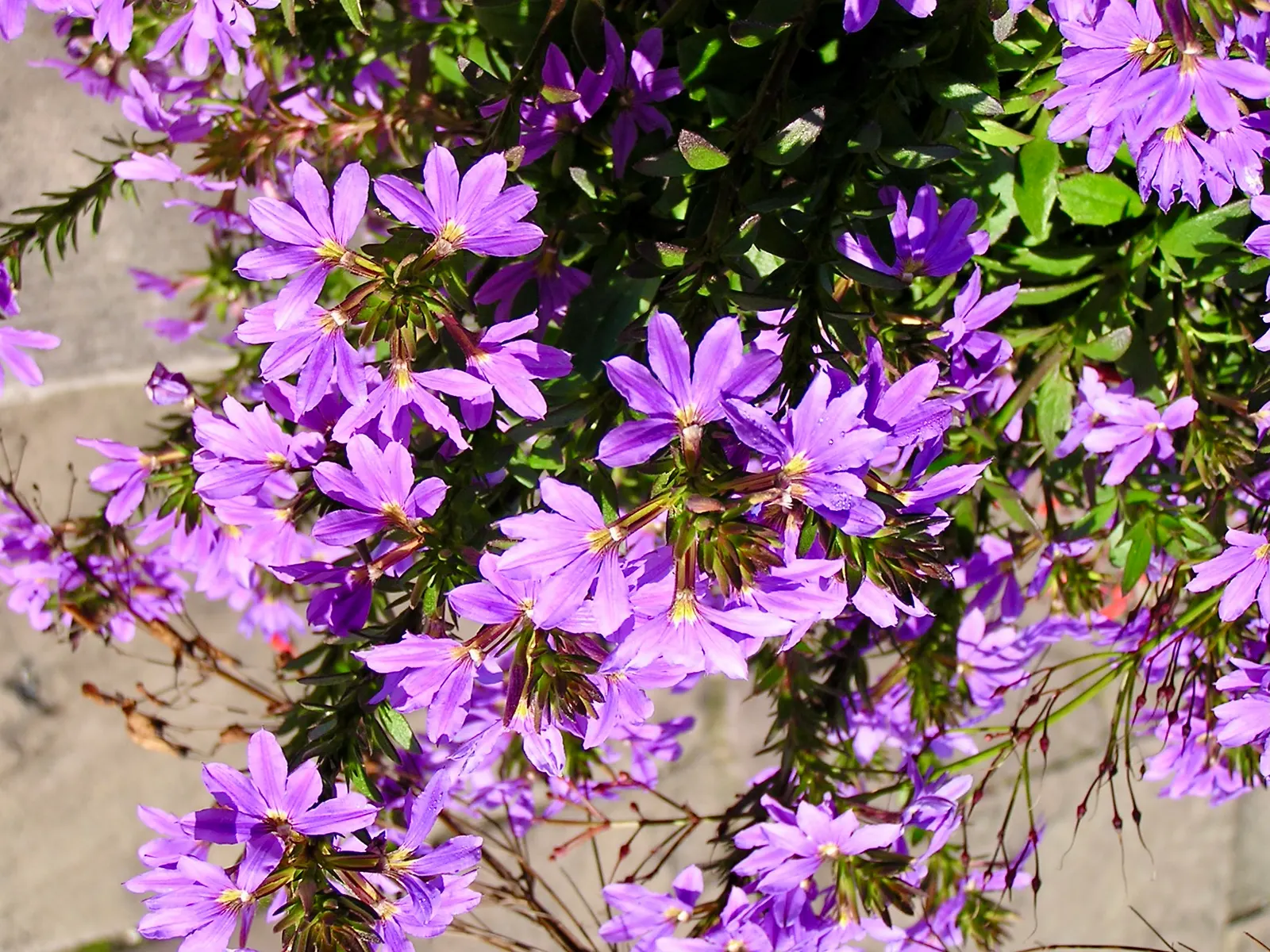 Fan Flower (Scaevola Aemula) — Known for its unique fan-shaped blossoms in violet, blue, or white, it thrives in USDA zones 9-11; zones 9 through, image 69