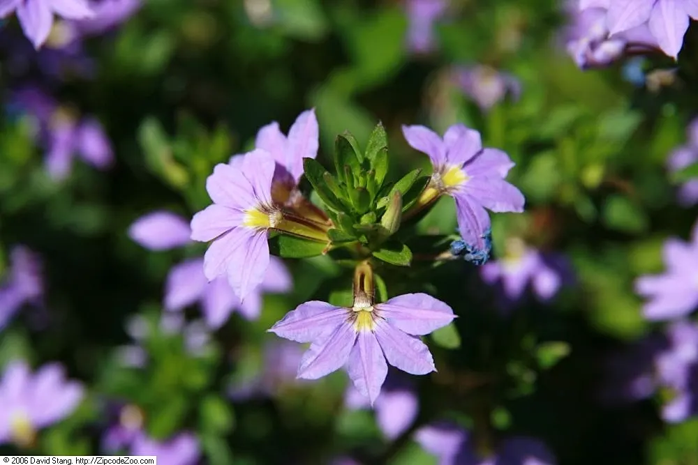 Fan Flower (Scaevola Aemula) — With a moderate growth rate and a tolerance for seaside conditions and drought once established; ground cover /, image 79