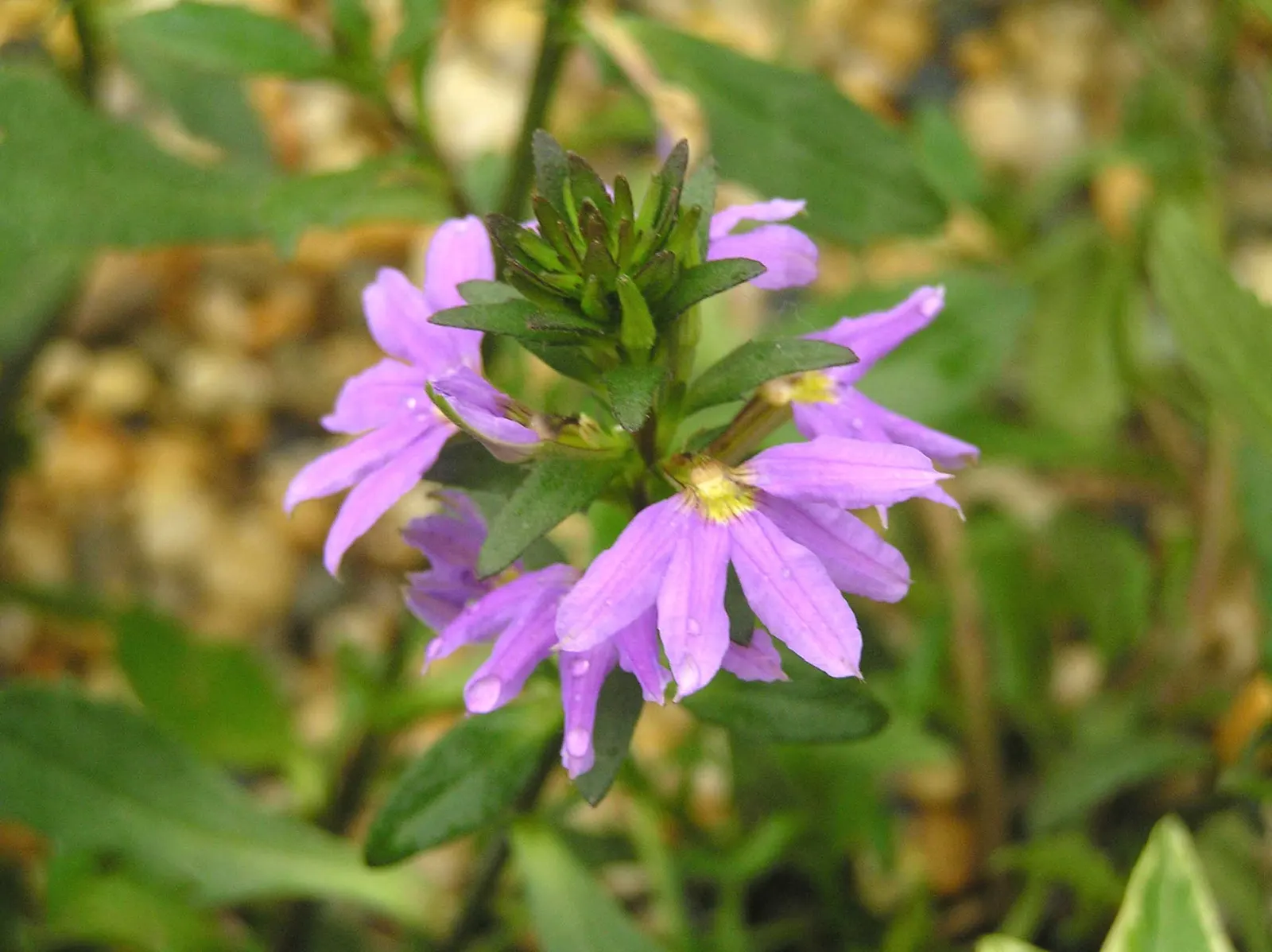 Fan Flower (Scaevola Aemula) — though it prefers well-drained conditions; reducing the need for chemical interventions, image 78