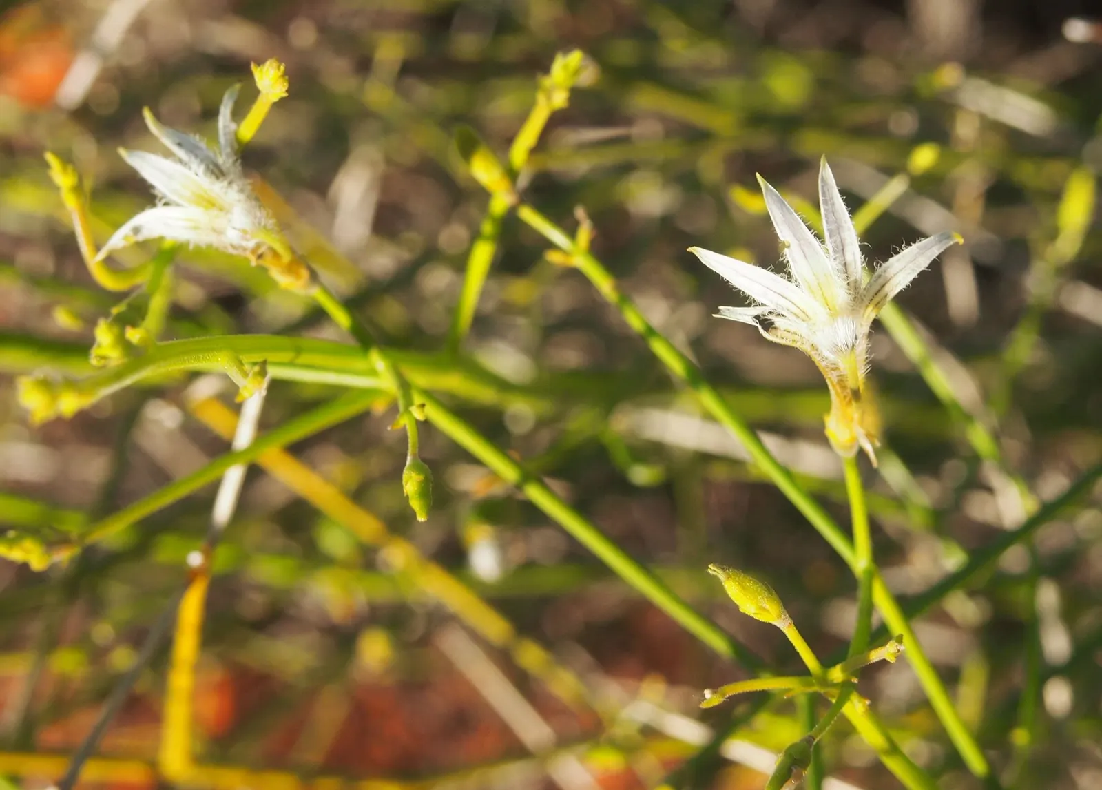 Fan Flower (Scaevola Aemula) — Fan Flower (Scaevola aemula) is a versatile ground cover with a trailing habit; plant in full sun to partial shade in, image 67