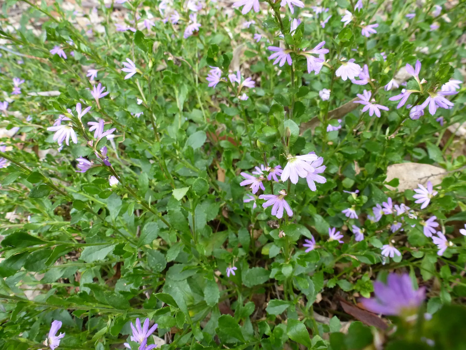Fan Flower (Scaevola Aemula) — blue and multi-colored and purple flowers in the garden; requires minimal water once established, image 64