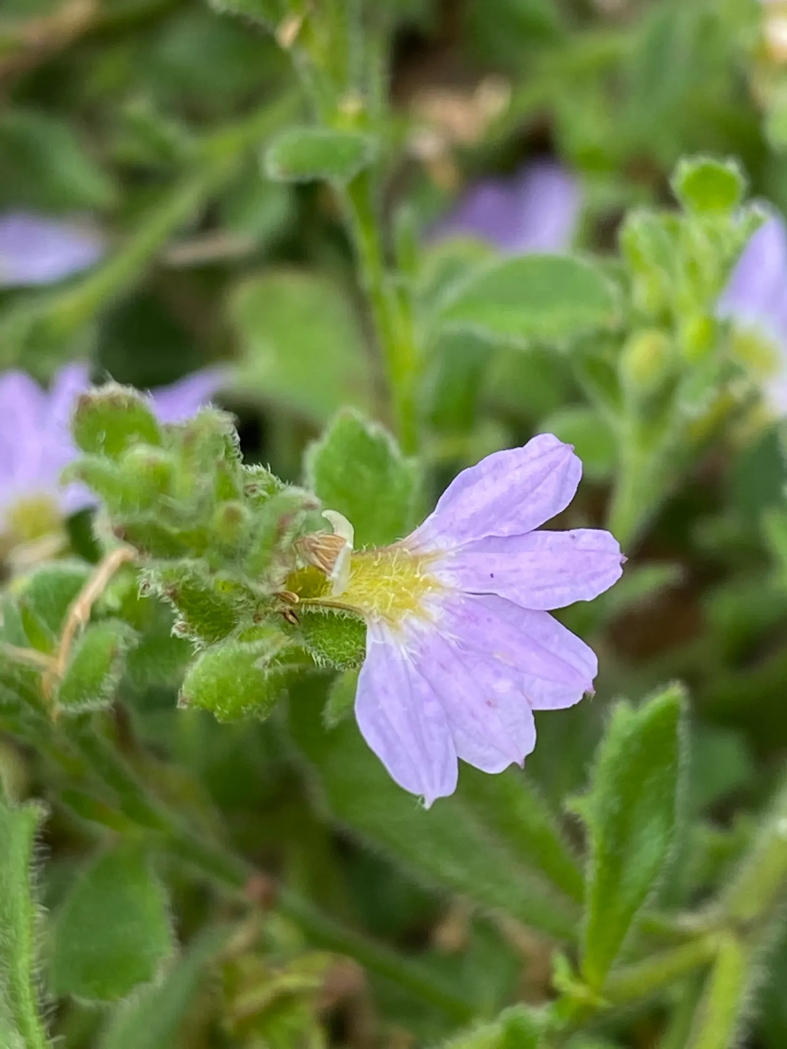 Fan Flower (Scaevola Aemula) — ground cover / perennial with blue and multi-colored and purple blooms; though it prefers well-drained conditions, image 65
