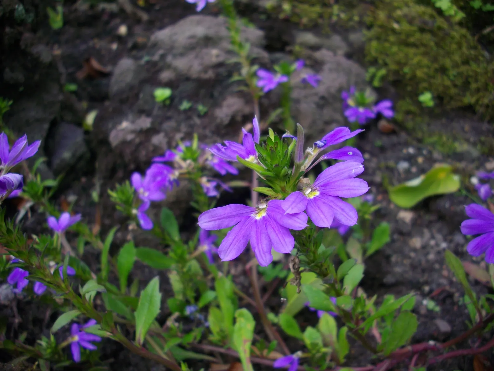 Fan Flower (Scaevola Aemula) — Known for its unique fan-shaped blossoms in violet, blue, or white, it thrives in USDA zones 9-11; zones 9 through, image 47