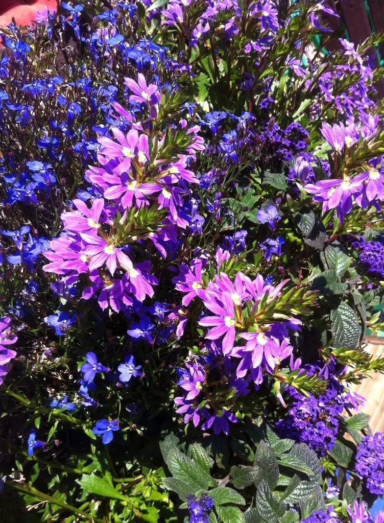 Fan Flower (Scaevola Aemula) — ground cover / perennial for full or half; but it can also serve as an annual in cooler regions