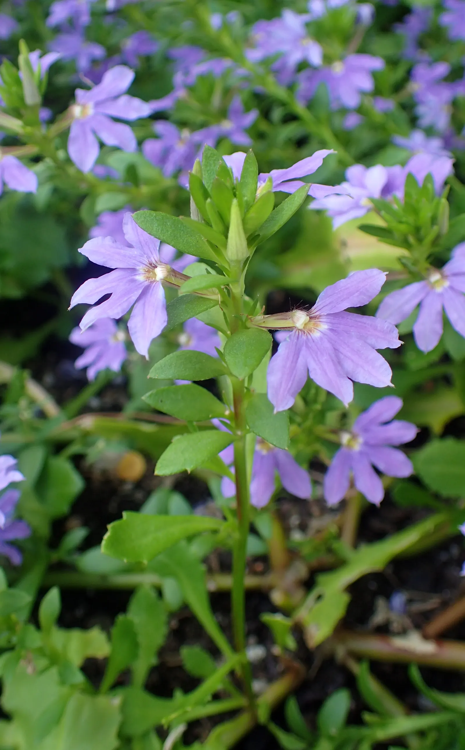 Fan Flower (Scaevola Aemula) — Ideal for hanging baskets, garden edges, or as a splash of color in rockeries