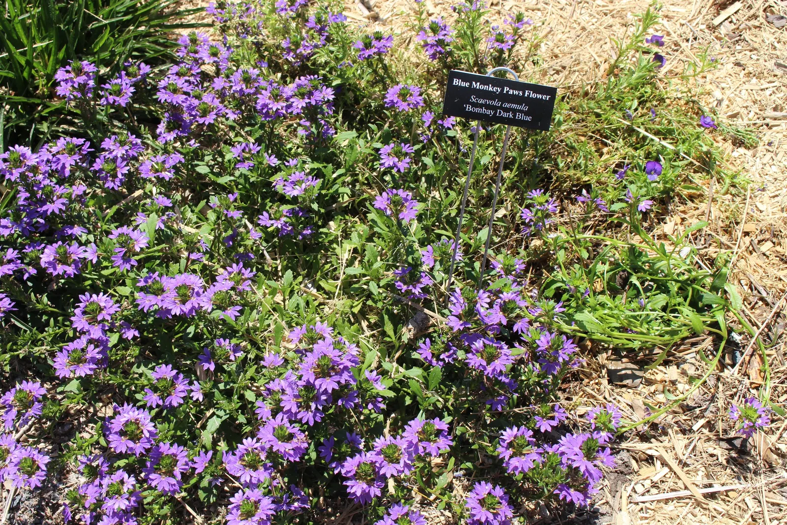 Fan Flower (Scaevola Aemula) — Zones 9 through 11 offer the ideal growing conditions for Scaevola aemula