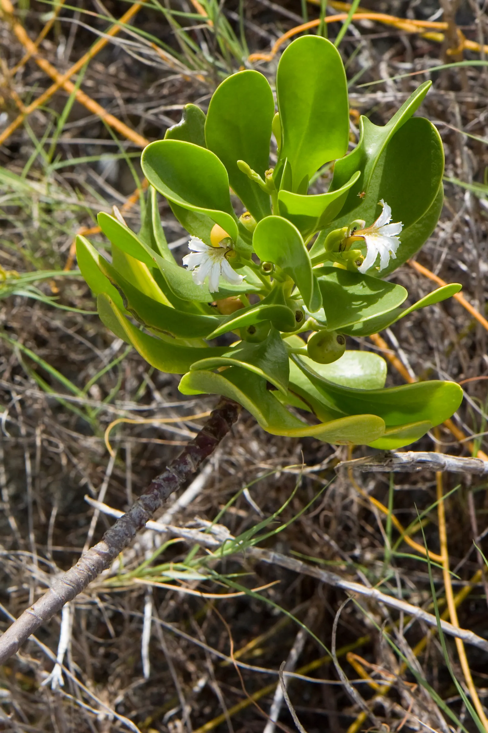 Fan Flower (Scaevola Aemula) — reaching up to 24 inches in width; spoon-shaped leaves that remain green throughout the growing season, image 68