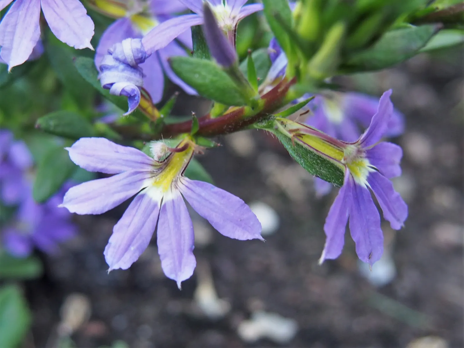 Fan Flower (Scaevola Aemula) — these plants are attractors of pollinators such as bees and butterflies