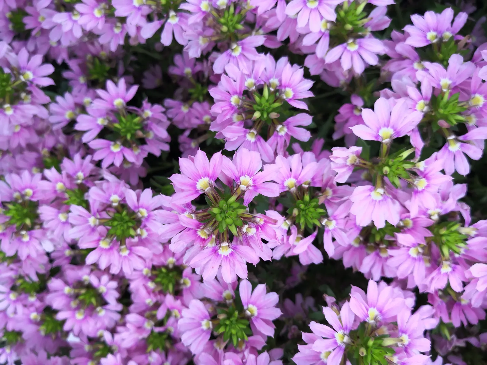 Fan Flower (Scaevola Aemula) — The semi-woody stems bear fleshy; fan Flower (Scaevola aemula) is a versatile ground cover with a trailing habit