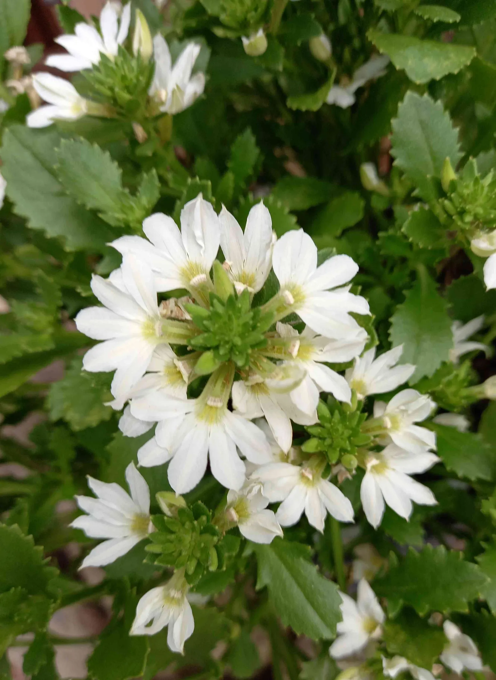 Fan Flower (Scaevola Aemula) — reaching up to 24 inches in width; spoon-shaped leaves that remain green throughout the growing season, image 46