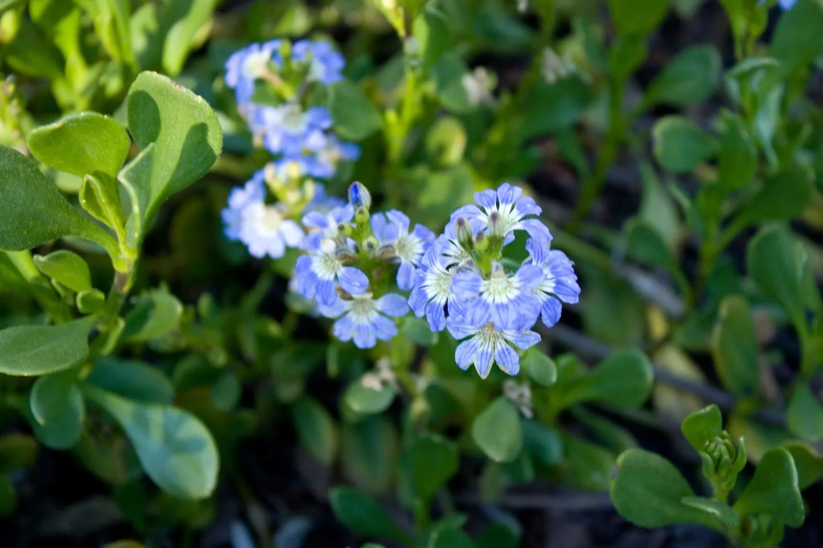 Fan Flower (Scaevola Aemula) — The semi-woody stems bear fleshy; fan Flower (Scaevola aemula) is a versatile ground cover with a trailing habit, image 76