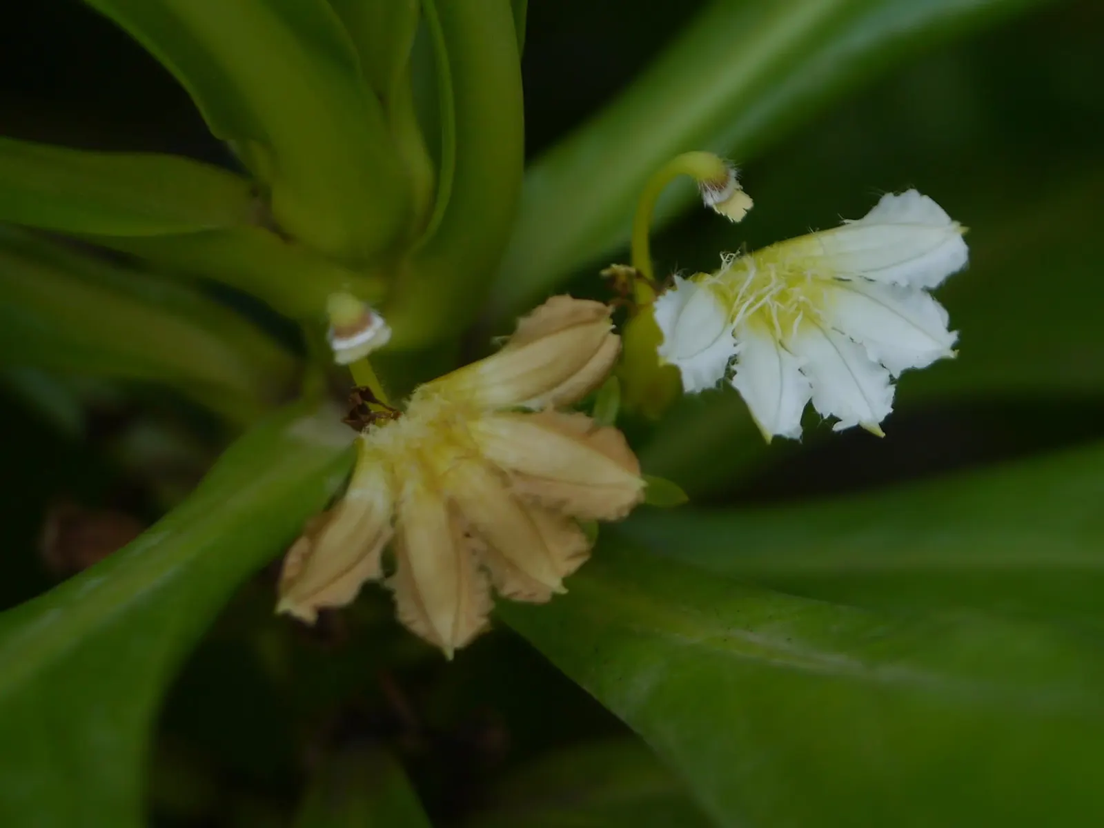 Fan Flower (Scaevola Aemula) — ground cover / perennial for full or half; but it can also serve as an annual in cooler regions, image 66