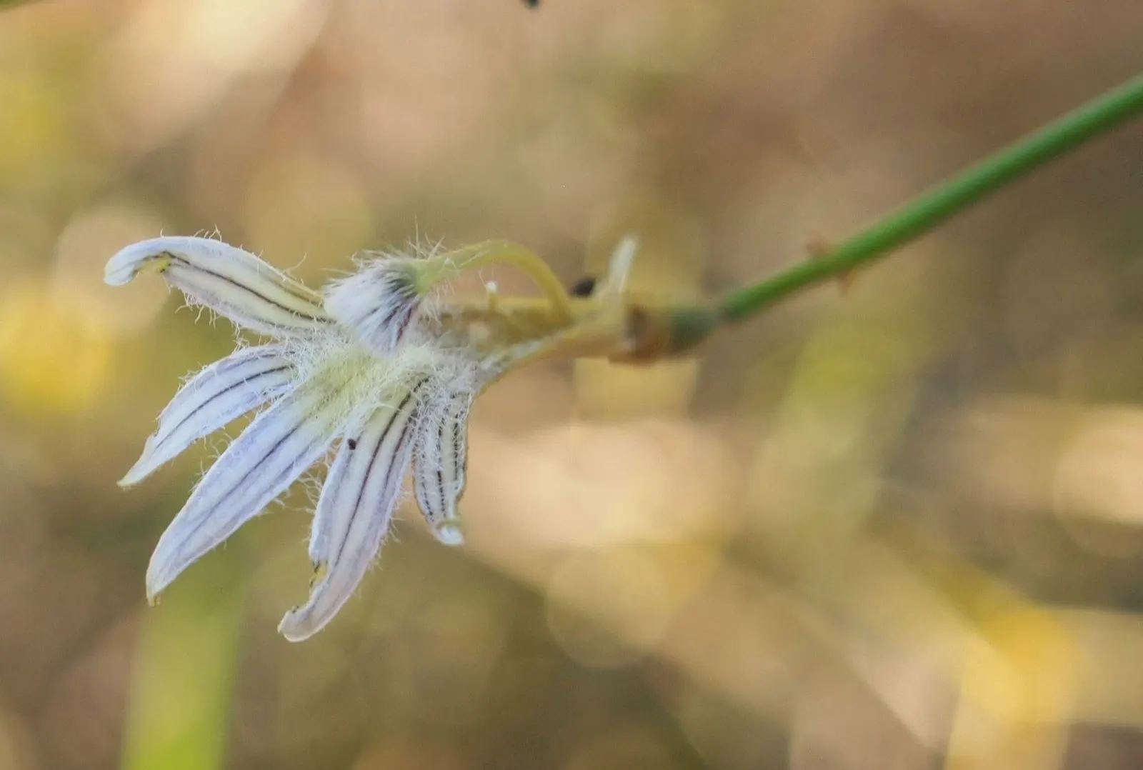 Fan Flower (Scaevola Aemula) — is a captivating addition to any landscape design due to its unique fan-shaped blooms and hearty resilience