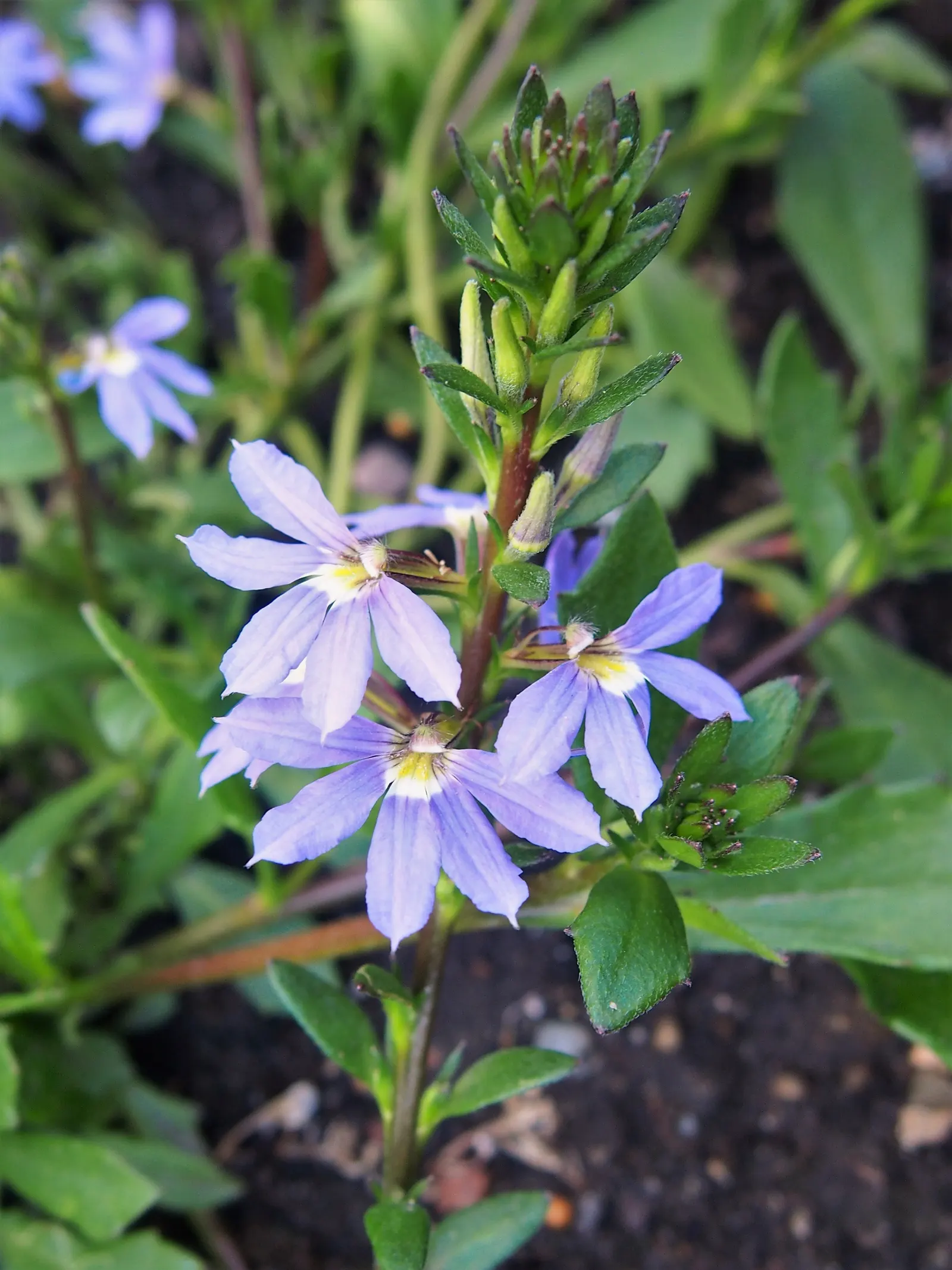 Fan Flower (Scaevola Aemula) — ground cover / perennial for full or half