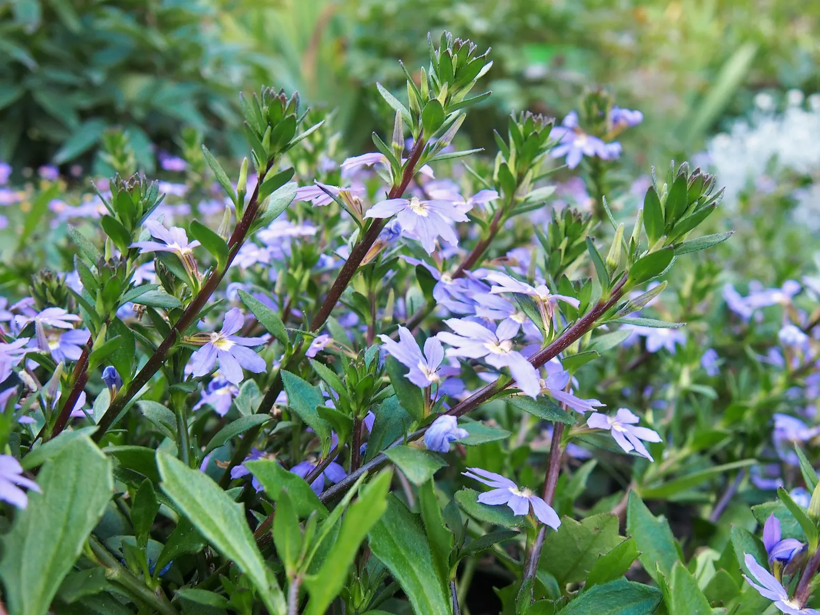 Fan Flower (Scaevola Aemula) — blue and multi-colored and purple flowers in the garden