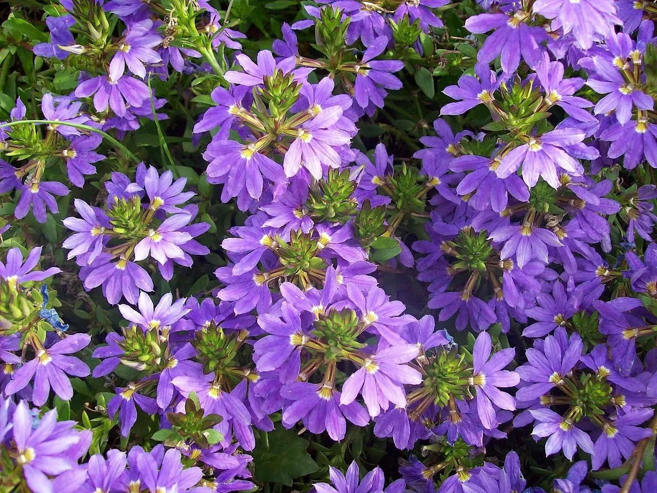 Fan Flower (Scaevola Aemula) — Ideal for hanging baskets, garden edges, or as a splash of color in rockeries; which can add life and movement to, image 72