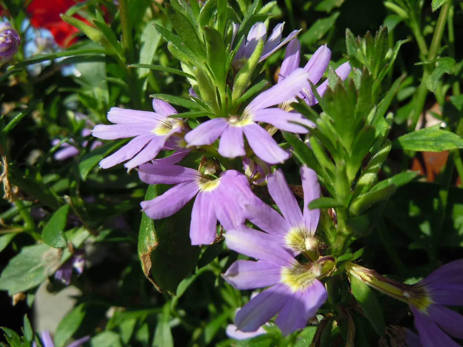Fan Flower (Scaevola Aemula) — providing a dense ground cover or spilling over containers and hanging baskets; these plants are attractors of pollinators such