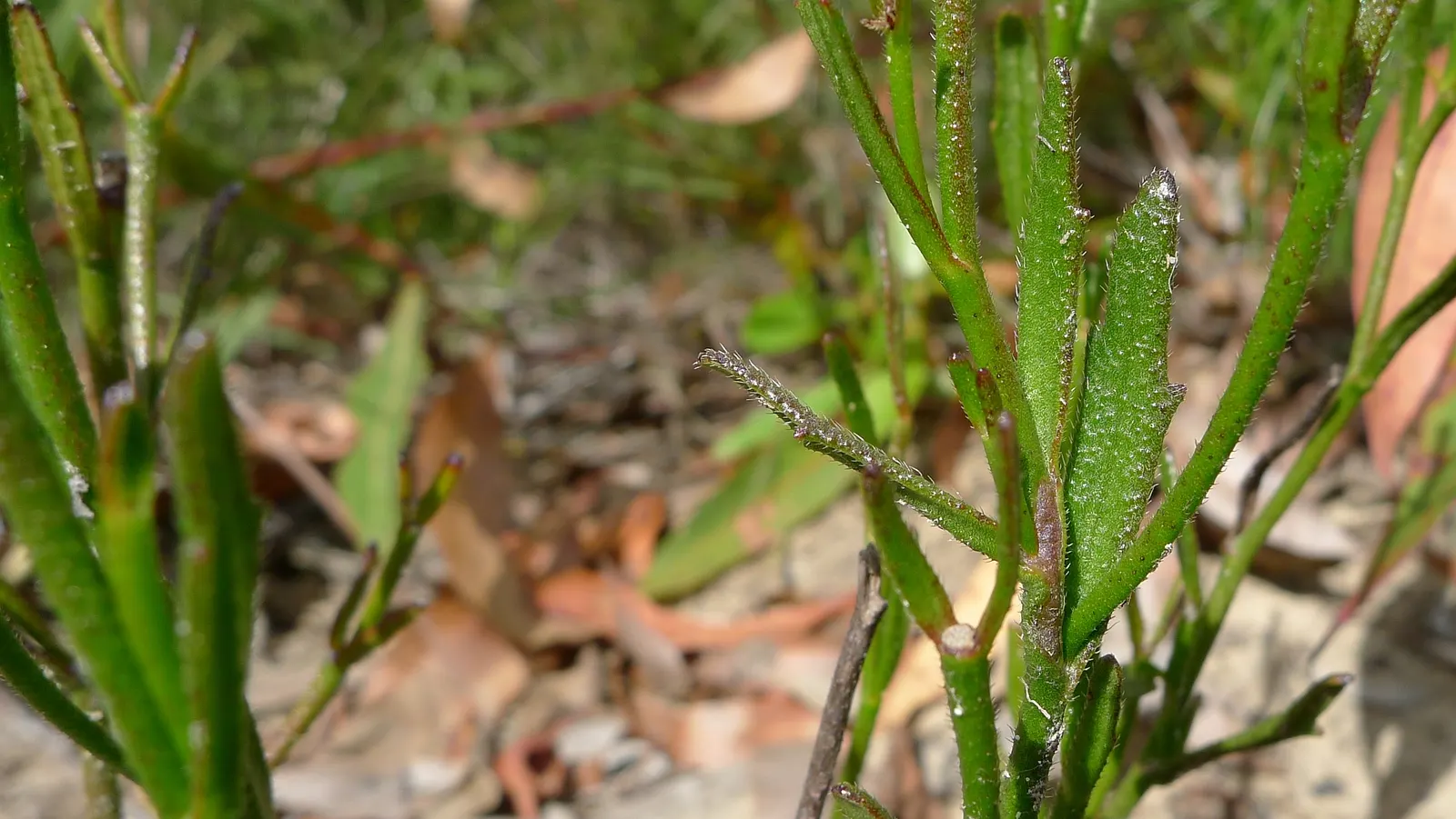 Fan Flower (Scaevola Aemula) — but it can also serve as an annual in cooler regions