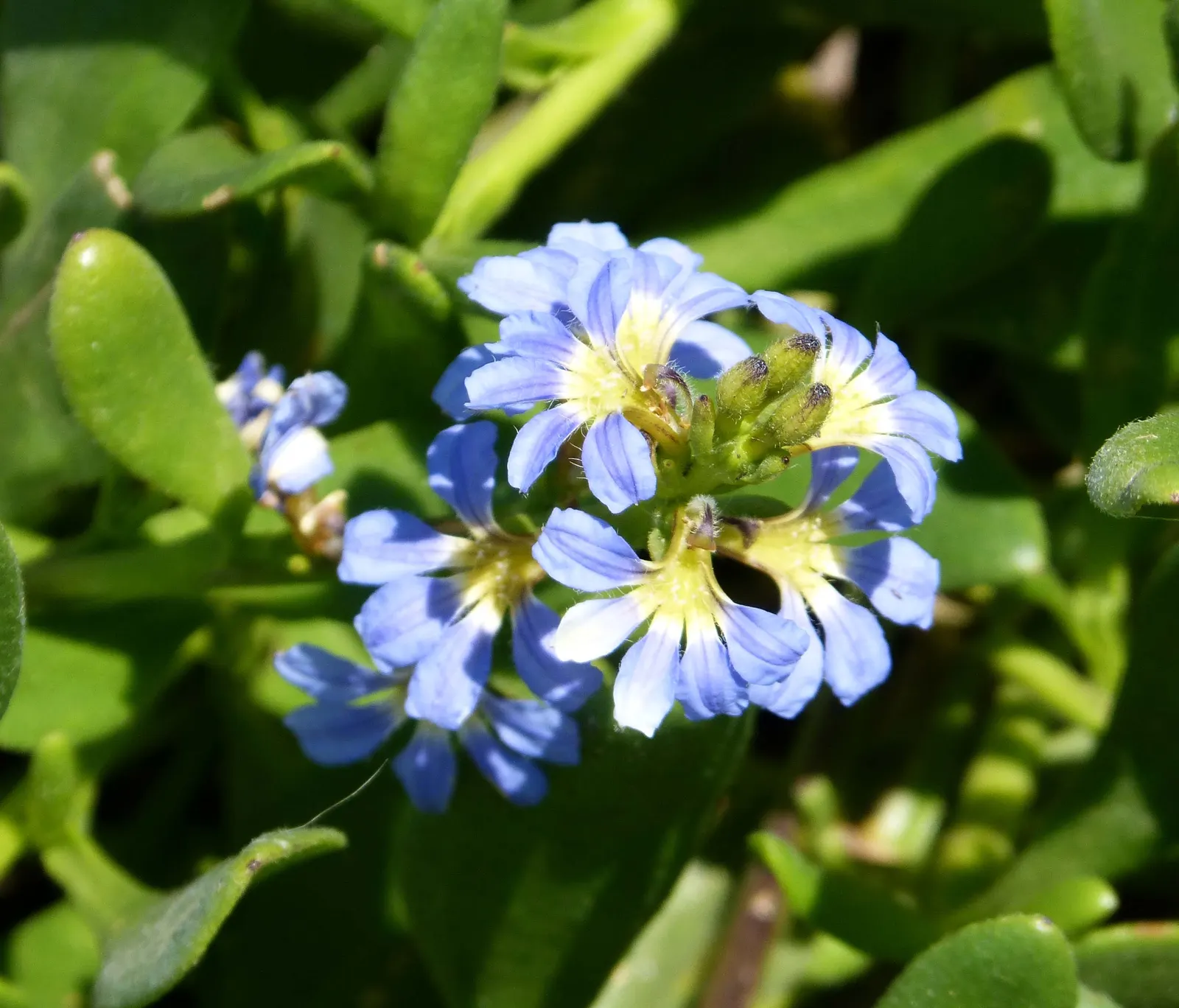 Fan Flower (Scaevola Aemula) — The semi-woody stems bear fleshy; fan Flower (Scaevola aemula) is a versatile ground cover with a trailing habit, image 54