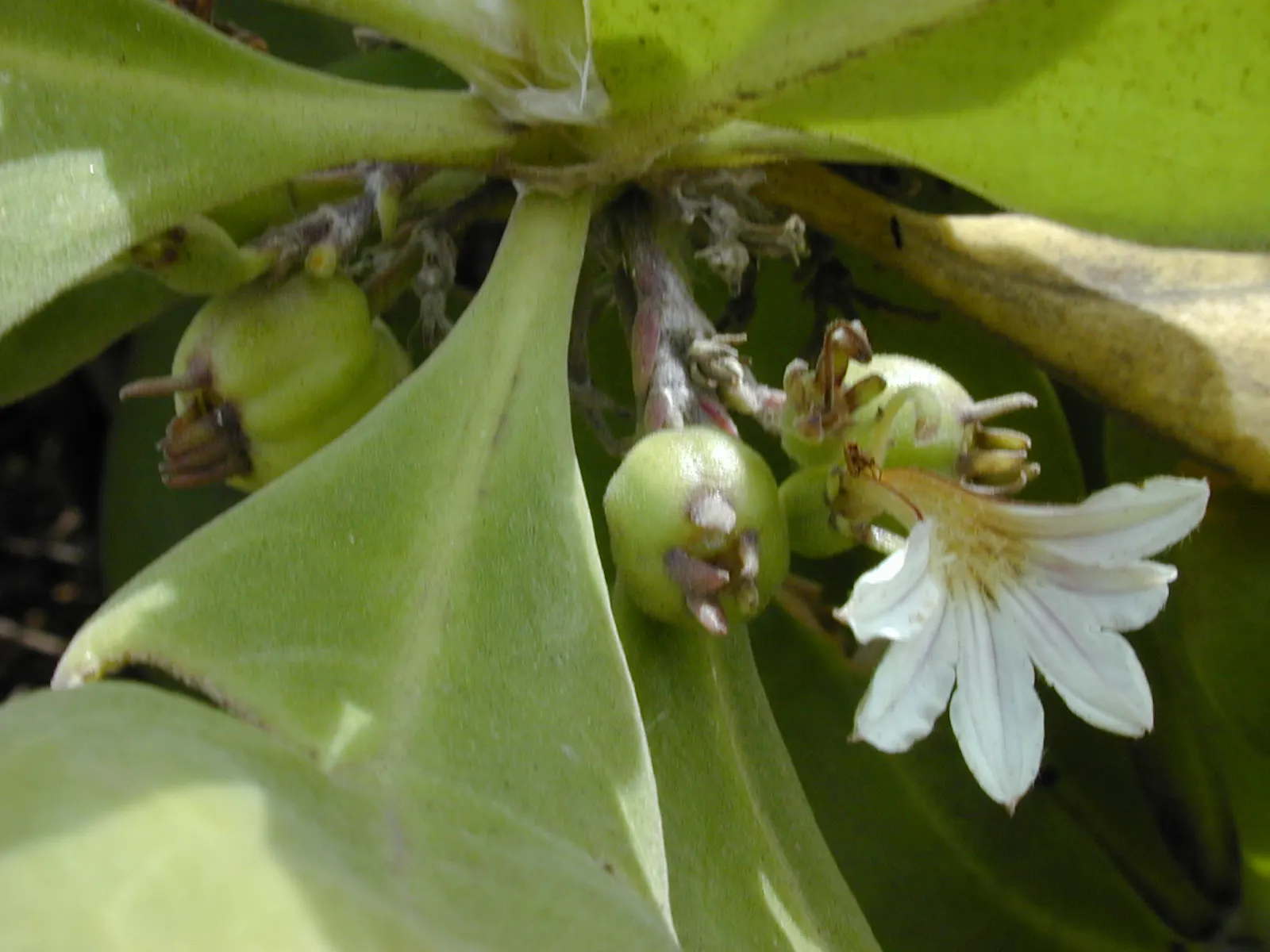 Fan Flower (Scaevola Aemula) — With a moderate growth rate and a tolerance for seaside conditions and drought once established; ground cover /, image 57
