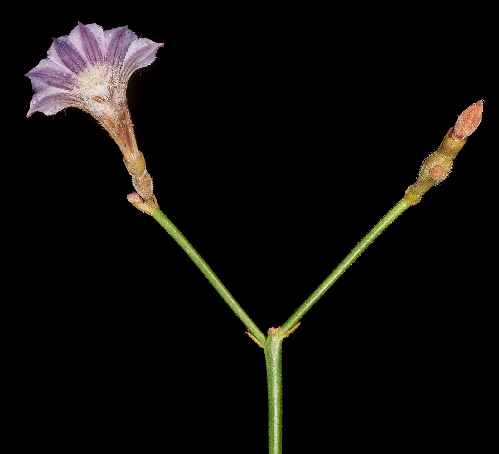 Fan Flower (Scaevola Aemula) — but it can also serve as an annual in cooler regions; blue and multi-colored and purple flowers in the garden, image 85